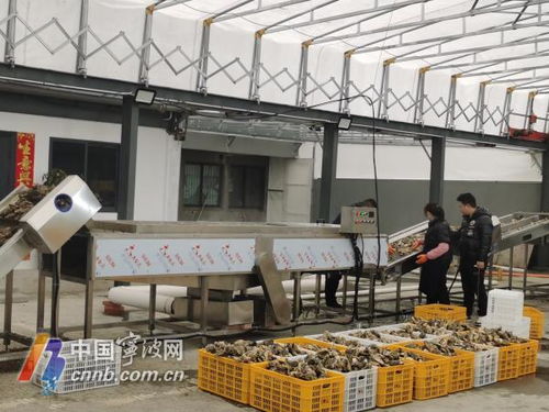 寧波人迎來專屬專業生蠔清洗加工廠，服務更貼心